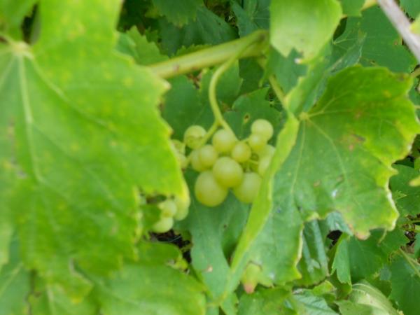 Un petit tour de jardin ... !!!