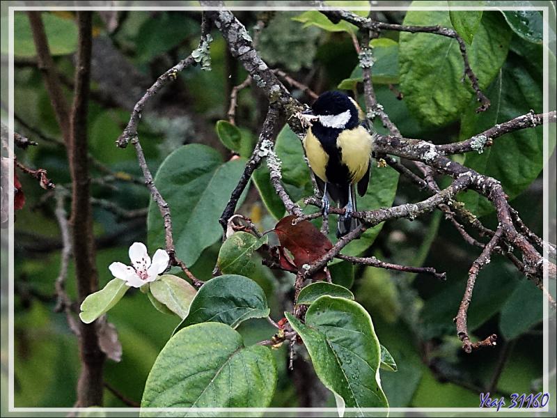 La mésange charbonnière, la fleur retardataire de cognassier et le malheureux papillon - Lartigau - Milhas - 31 