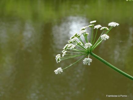 Pornic, Jardin botanique de la ria - Mai 2019