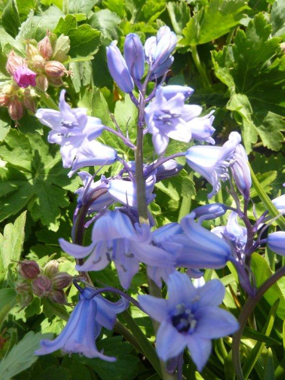 Jacinthe ...