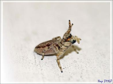 Retour vers l'hôtel avec rencontre, dans la forêt, d'un bizarre amphibien apode : un Gymnophiona, appelé Cécilie (Hypogeophis rostratus) - Ile Silhouette - Seychelles