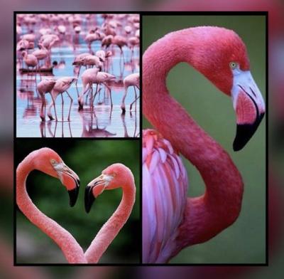 collages animaux