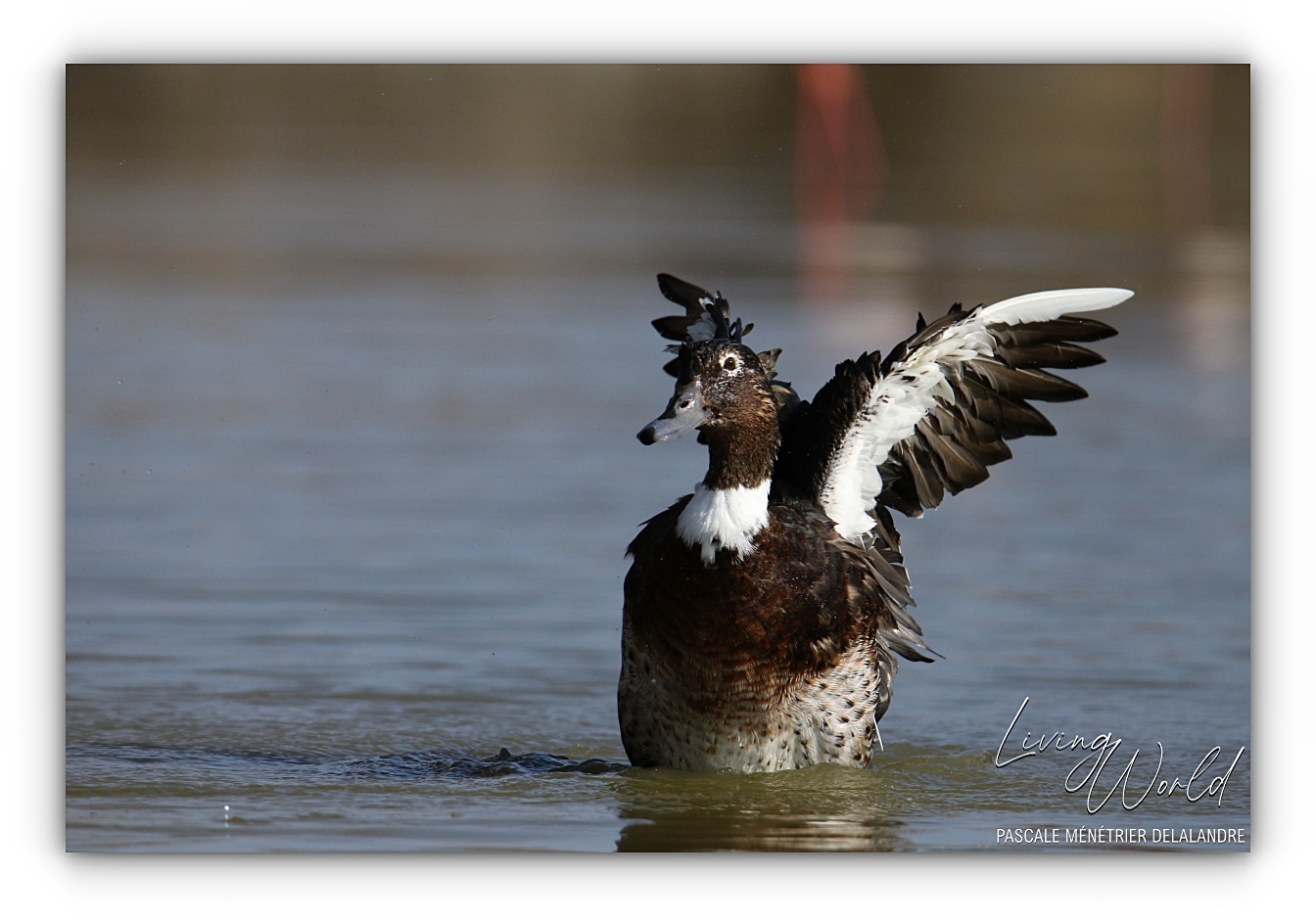 La danse du Canard... hybridé