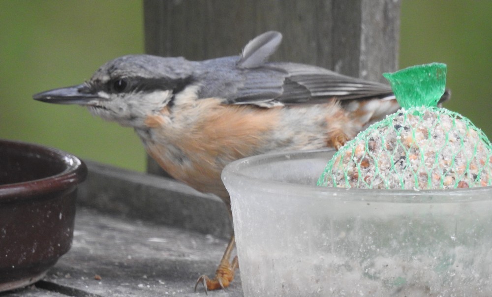 Les oiseaux de mon jardin : la sitelle torchepot...