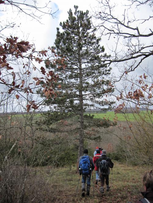 "Ahuy - Charmes aux Lièvres" - Dimanche 17 janvier 2016