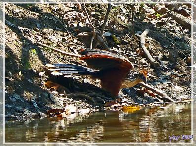 Petite soif pour le Hoatzin huppé (Opisthocomus hoazin) - Inkaterra Hacienda Concepcion - Puerto Maldonado - Pérou