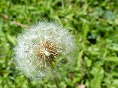 Fleurs sauvages :