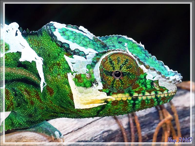 Une heure après, je retrouve ce Caméléon panthère mâle en cours de mue, Moulting of Panther chameleon (Furcifer pardalis) - Nosy Sakatia - Madagascar