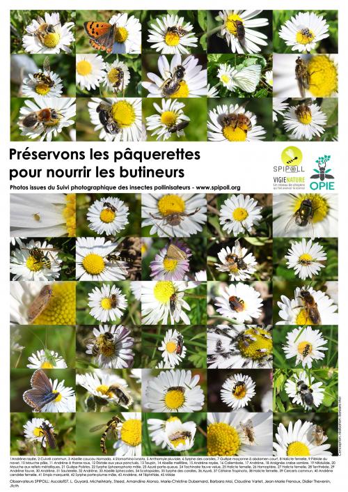 Poster Préservons-les-pâquerettes-web-Taxons-2022