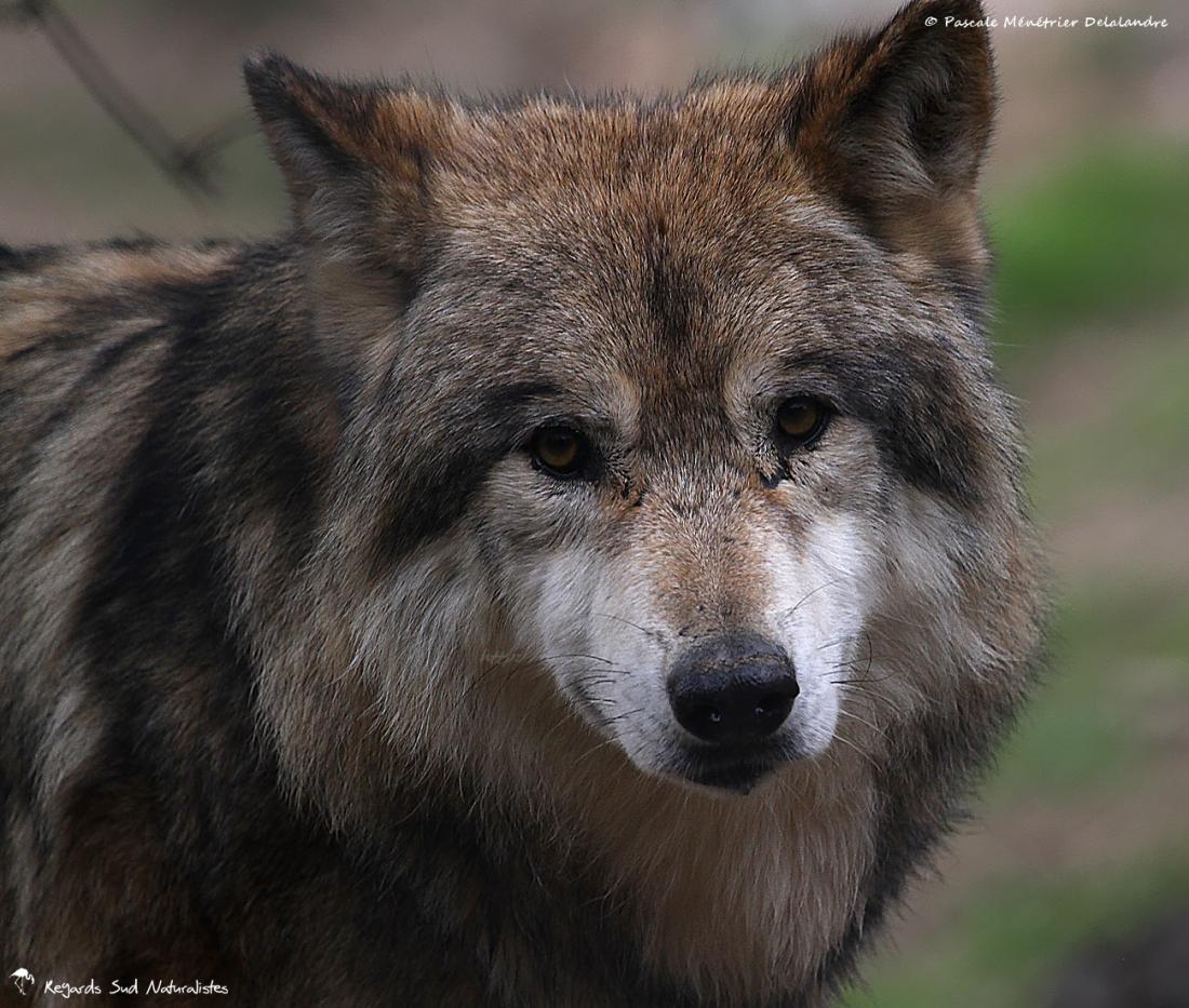 Loups de Sibérie (Canis lupus albus)