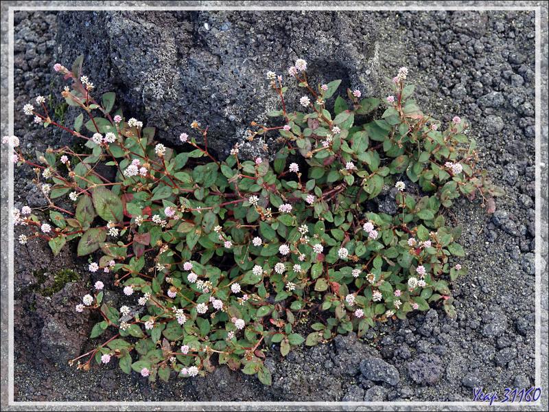 La végétation colonise lentement les coulées de lave du Piton de la Fournaise - Saint-Philippe - Île de la Réunion