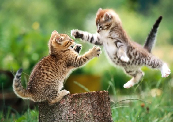 http://lancien.cowblog.fr/images/Chats2/QueueChat.jpg