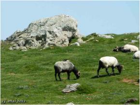 (J51) Roncesvalles /Orisson 25 mai 2012 (2)