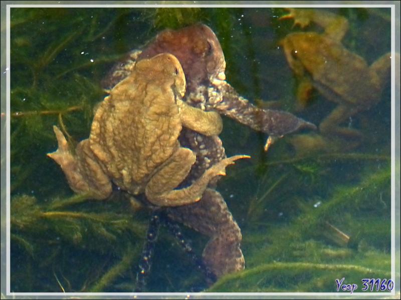 C'est déjà le printemps dans mon bassin à poissons ! Crapauds communs (Buffo buffo) in copula - Lartigau - Milhas - 31