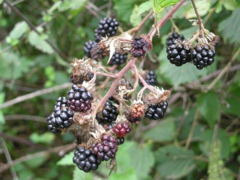 Gourmands fruits rouges ...Les mûres ...