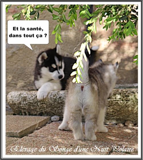 Portée d'Ourika (4 avril 2021)