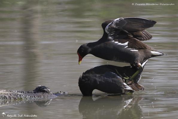 Accouplement de Gallinules poules-d'eau