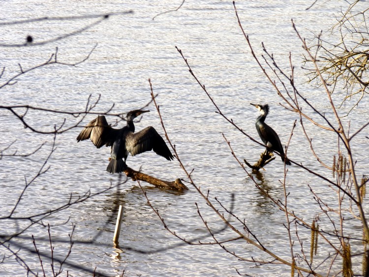 Cormorans