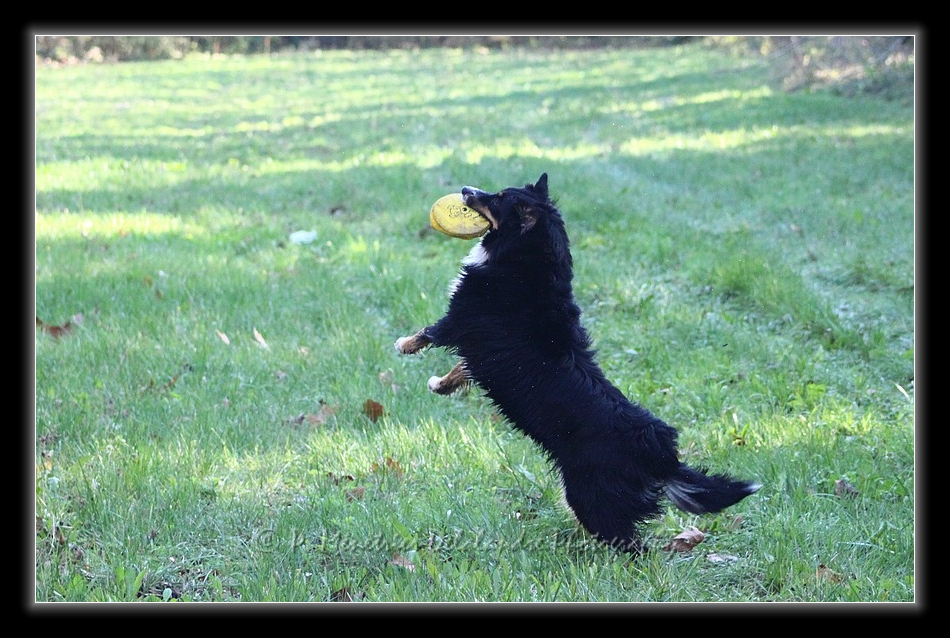 Apprentissage du Freezby-Dog...