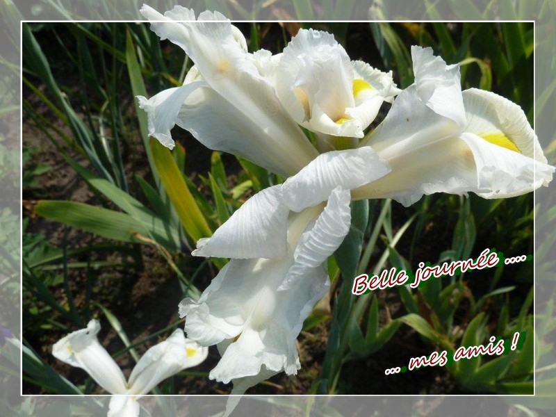 iris