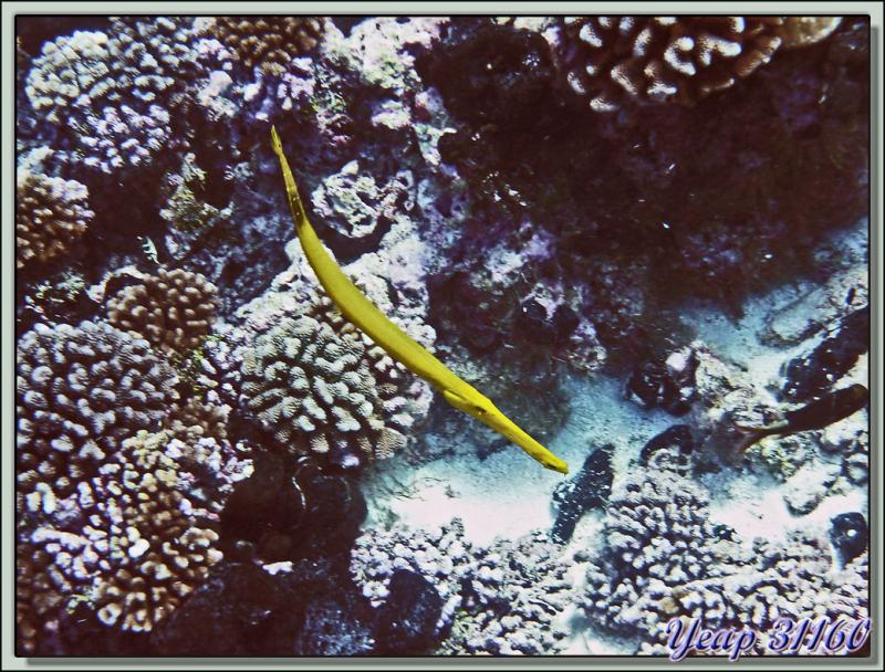 Poisson-trompette (Aulostomus chinensis) jaune - Dérive de Tiputa - Rangiroa - Polynésie française
