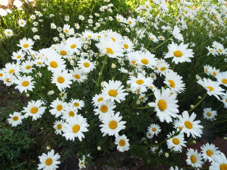fleurs blanches 