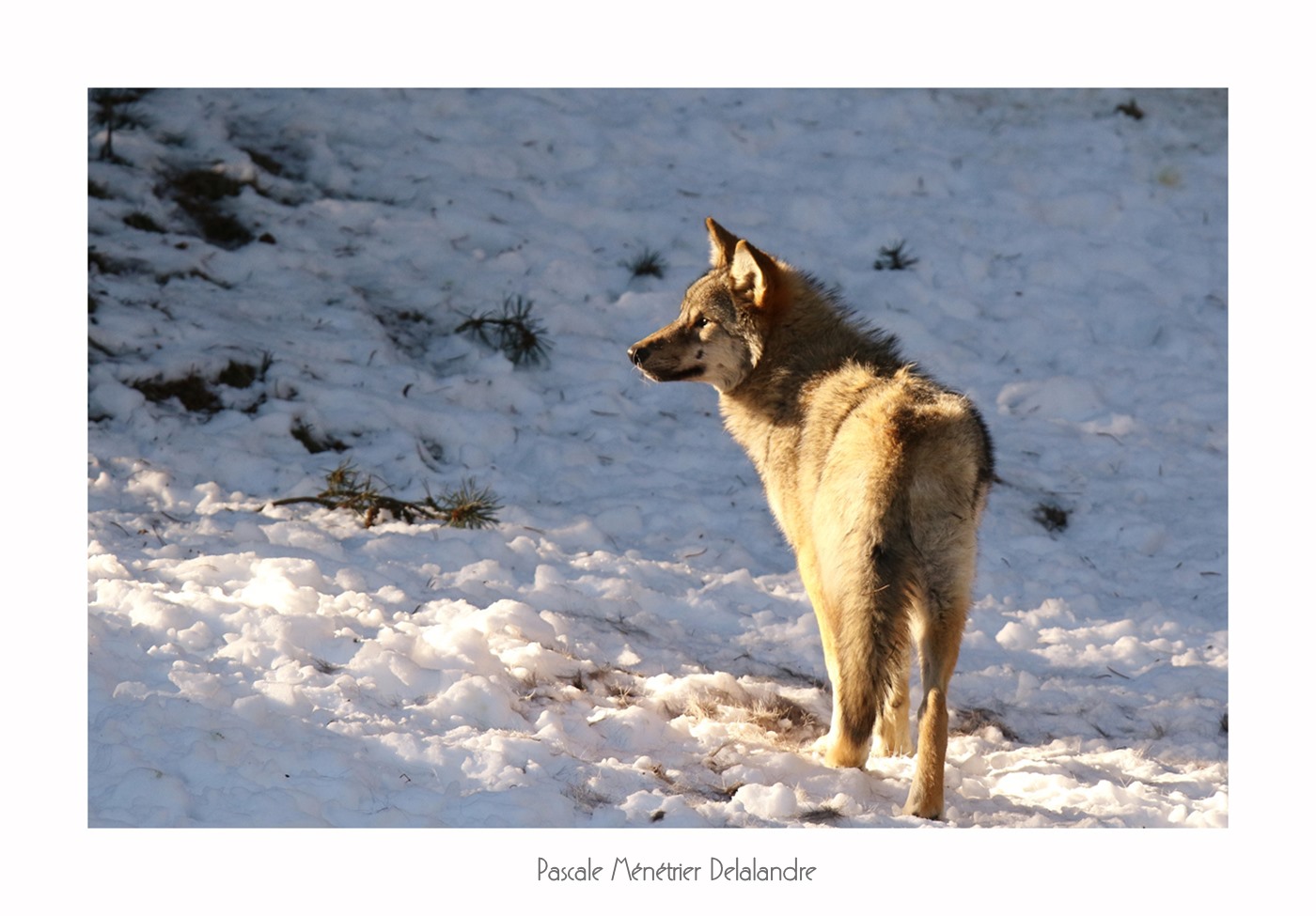 Loup gris (Les Angles)
