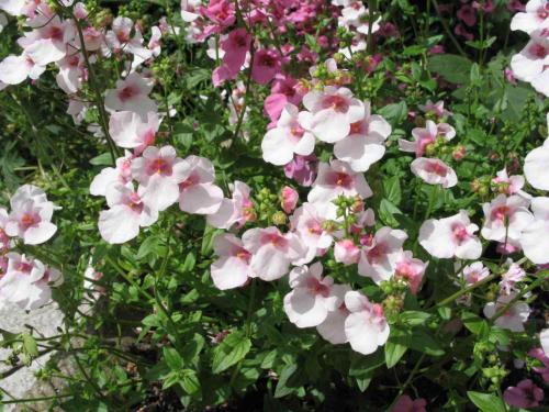 Fleurs cultivées : Diascia