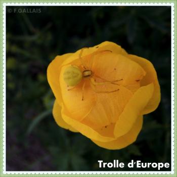 Trolle d Europe-Trollius europaeus