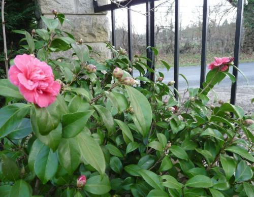 Camelia