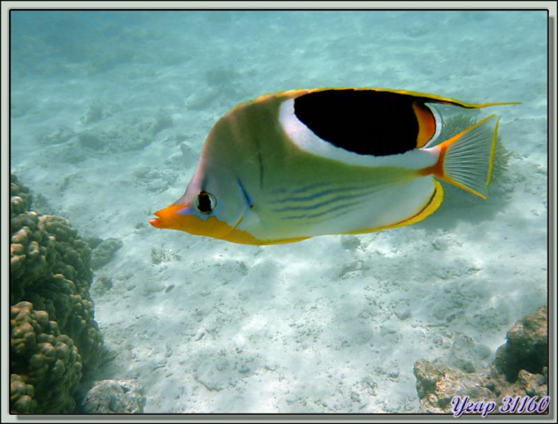 Snorkeling dans le lagon de la pension Raira Lagon : Poisson-papillon à selle noire (Chaetodon ephippium) - Rangiroa - Polynésie française
