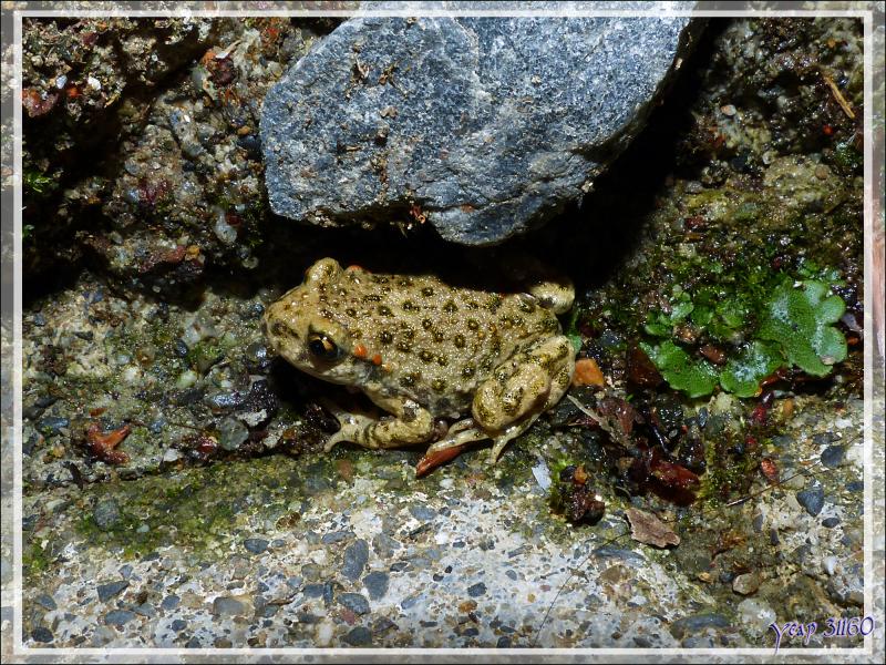 Juvénile de crapaud Alyte accoucheur (Alytes obstetricans) - Lartigau - Milhas - 31