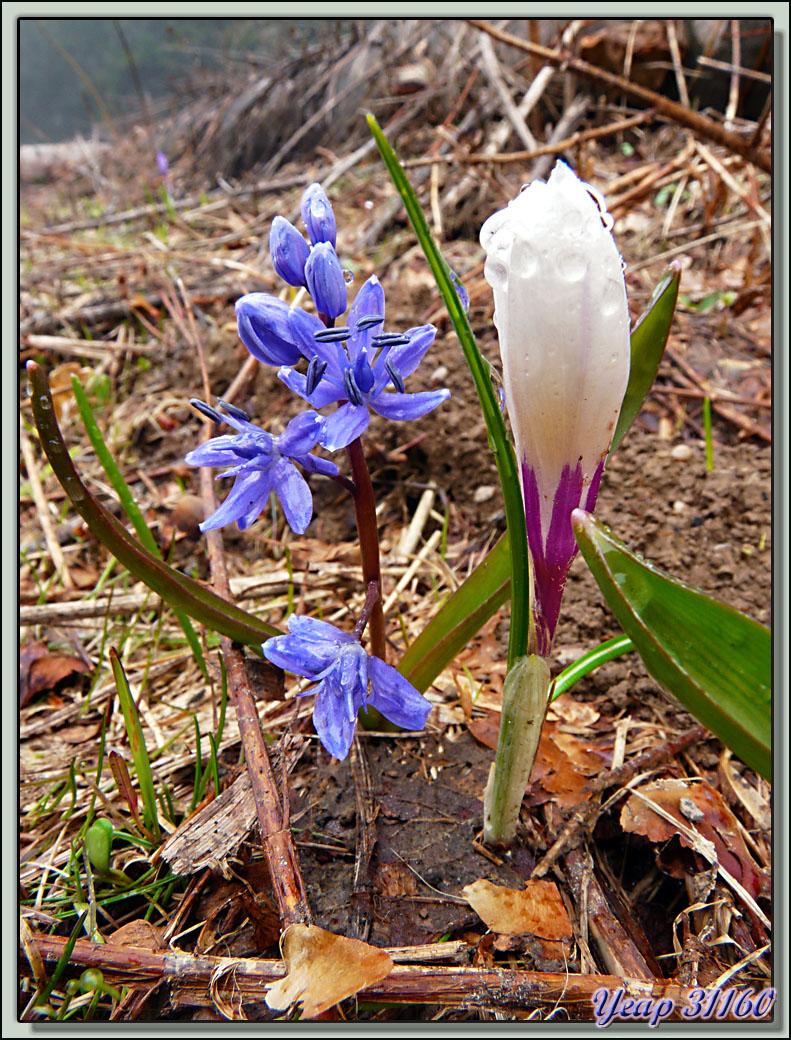 Scille à deux feuilles (Scilla bifolia) et crocus (Crocus vernus) - Lans-en-Vercors - 38  (Flore)