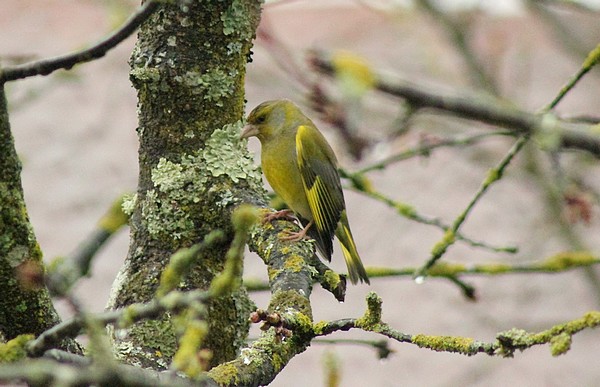 Dix-sept sortes d'oiseaux qui ont fréquenté mon jardin durant l'hiver 2015-2016...