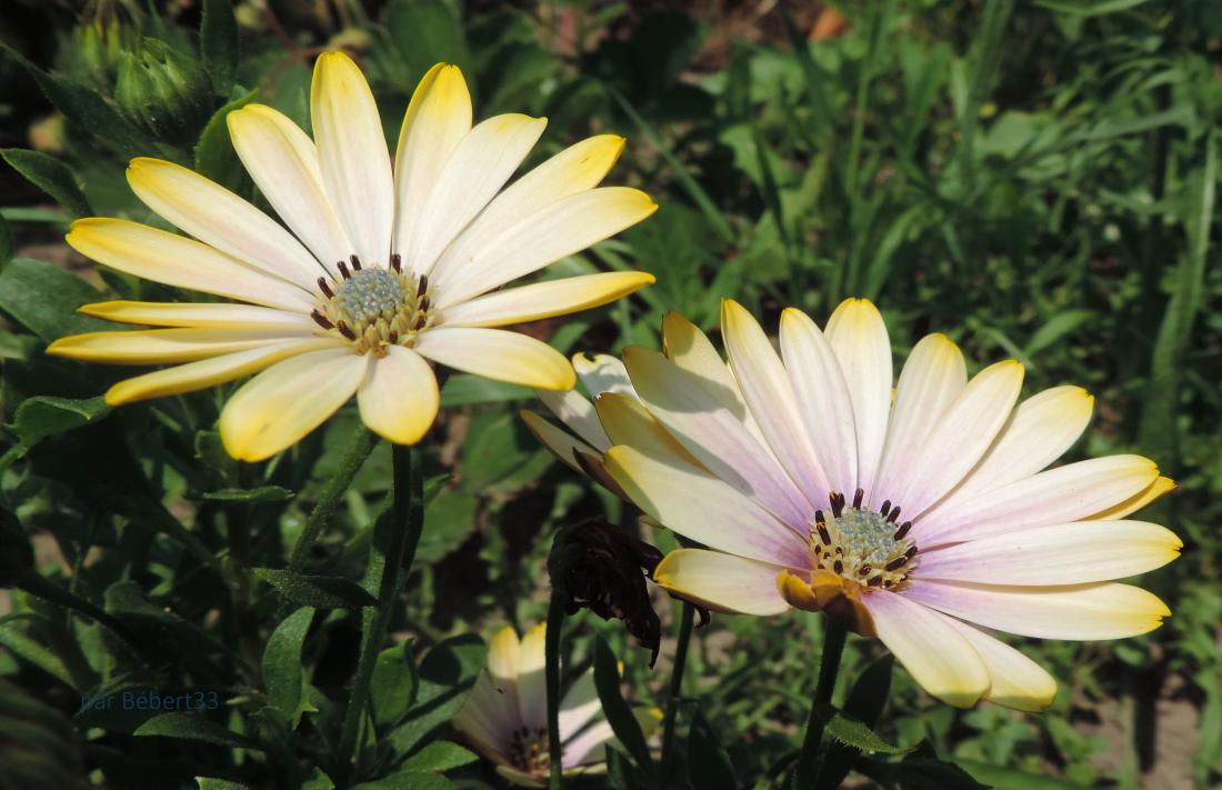 mes fleurs du jardin pour vous !
