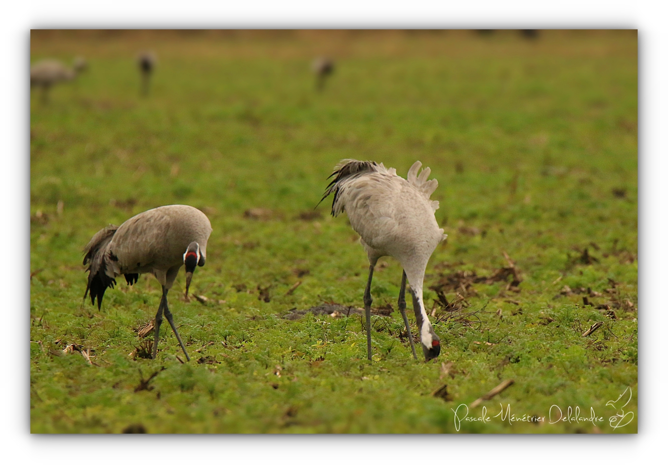 Grues cendrées à Arjuzanx