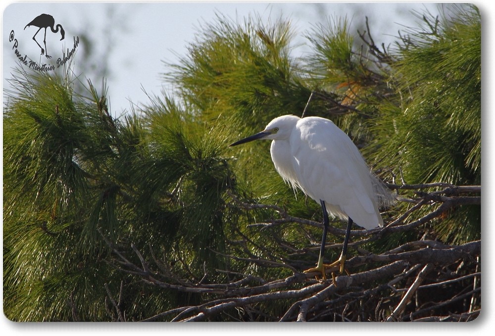 Aigrette Garzette...
