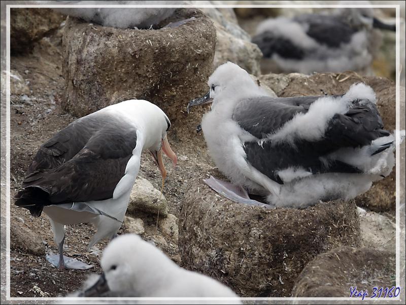 Nourrissage des poussins Albatros à sourcils noirs, Black-browed Albatross (Thalassarche melanophris) - Coffin's Harbour - New Island - Falkland (Malvinas, Malouines) - Grande-Bretagne