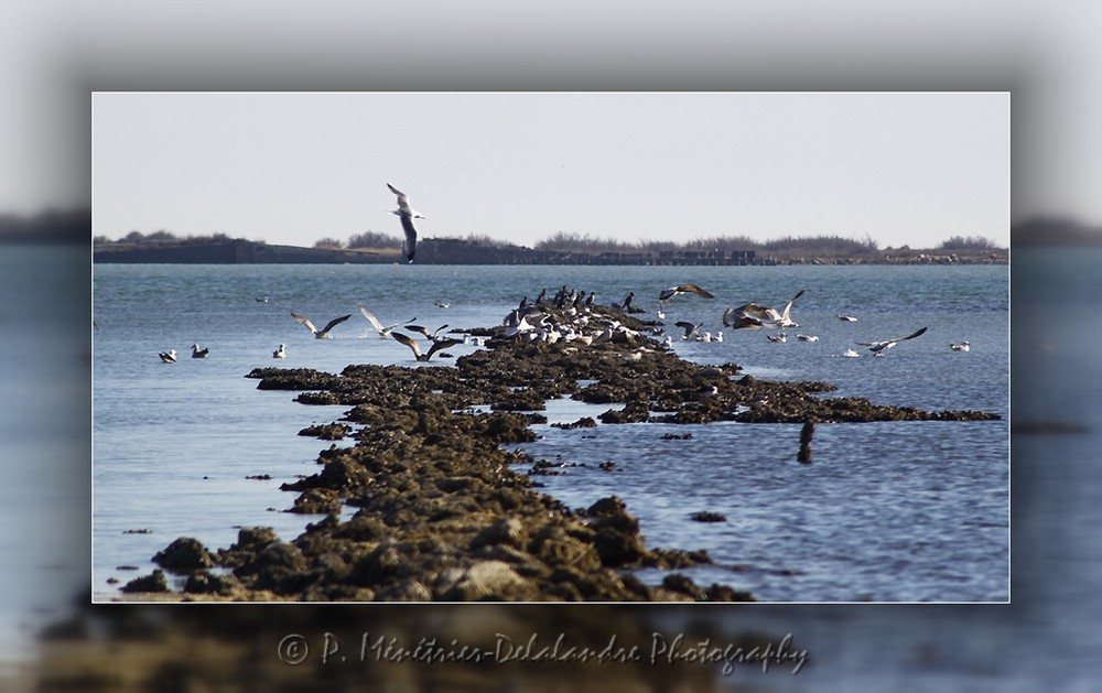 La vie sur la réserve naturelle des Salines (Hérault)