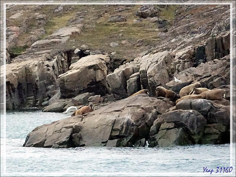 Avant de quitter Dundas Harbour, nous observons, de loin, une compagnie de morses - Nunavut - Canada