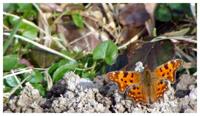 Papillon Robert-le-diable