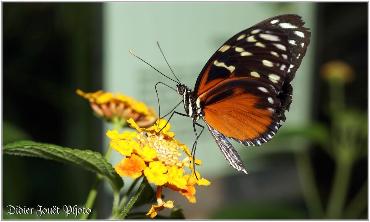 Hecalé (3) - Heliconius hecale