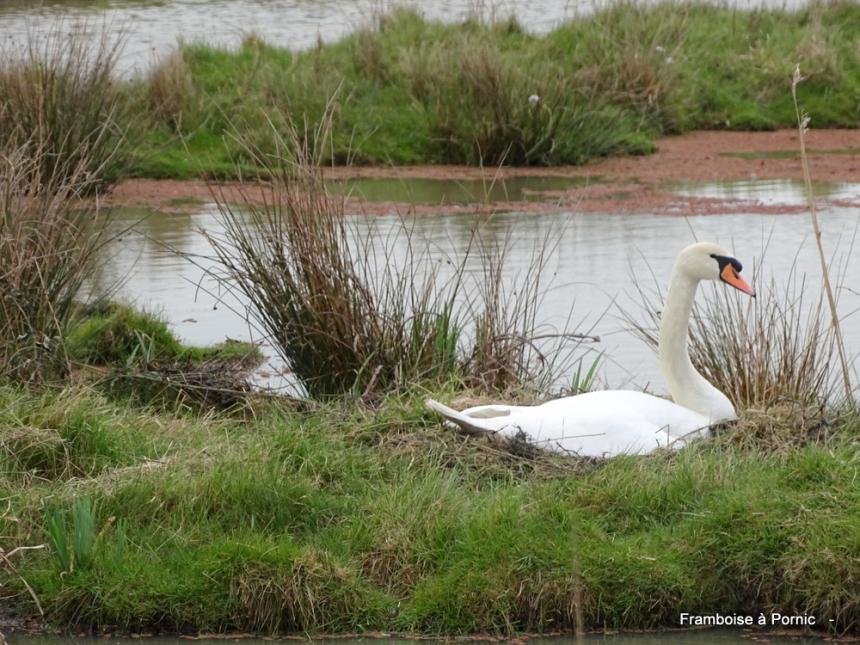 Virée dans le marais breton - Mars 2022