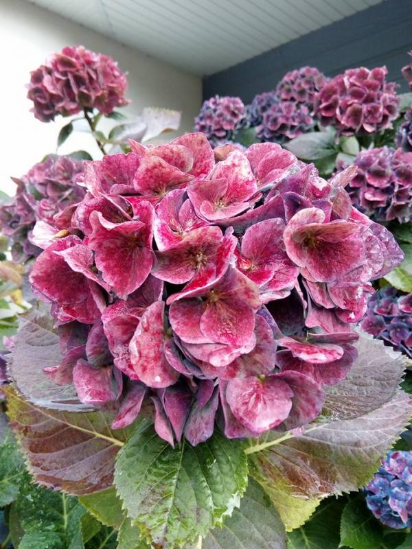 Les hortensias du bleus aux roses