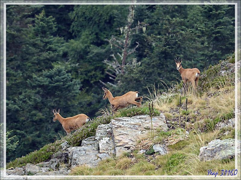 Isards - Artigue - 31