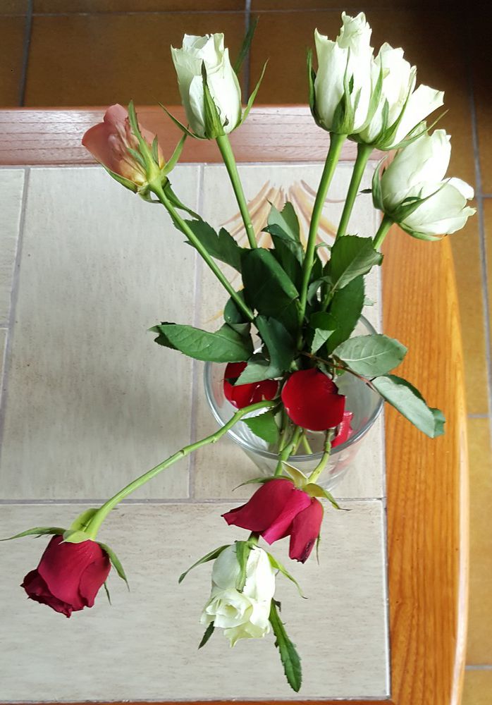 8 roses pour la Fête des mères...