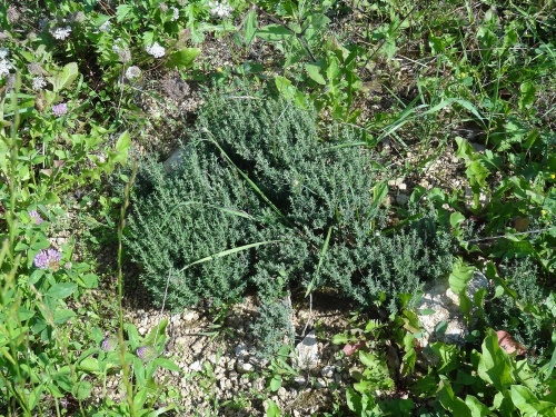 Un botaniste à Villemervry
