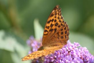 Canal Nantes Brest 035