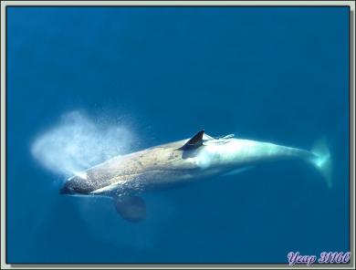 Paradise Bay: rencontre avec des orques épaulards (Killer Whale) - Péninsule Antarctique