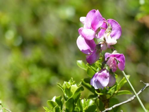 Fleurs de la Candolle